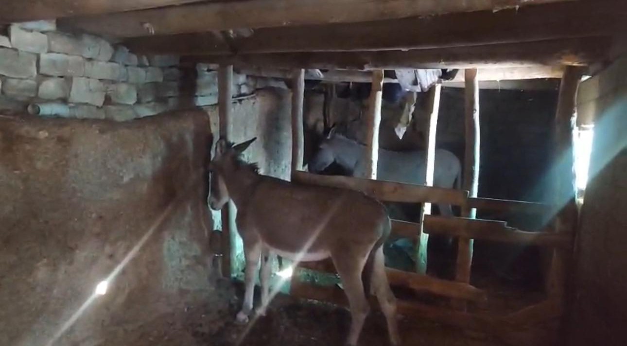 Şırnak’ta sokak hayvanları barınaklara toplandı
