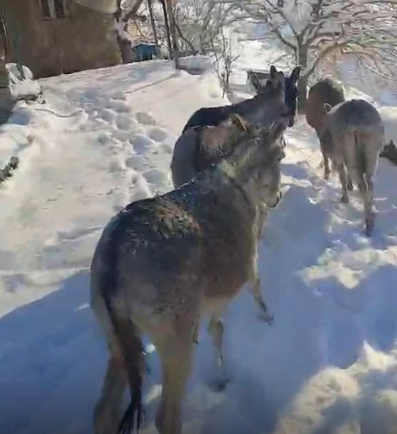 Şırnak’ta sokak hayvanları barınaklara toplandı
