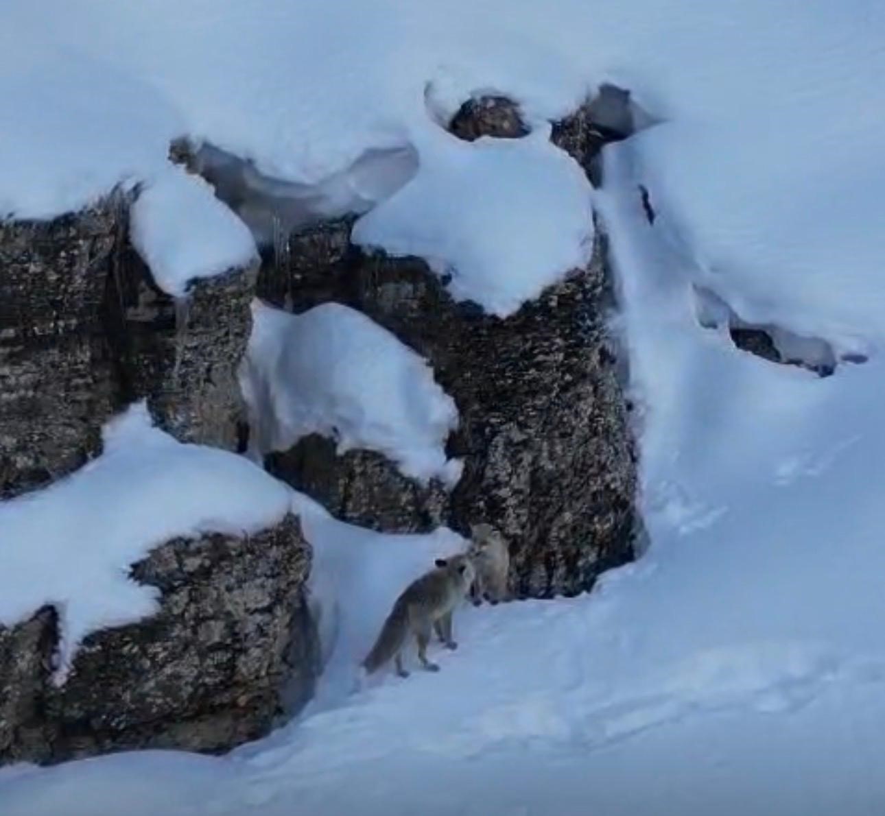 Şırnak’ta tilkiler kar üstünde yiyecek ararken görüntülendi
