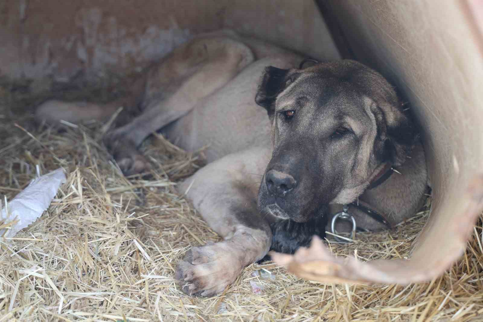 Sivas’ın dünyaca ünlü marka değeri Anadolu Aslanları su altında kaldı
