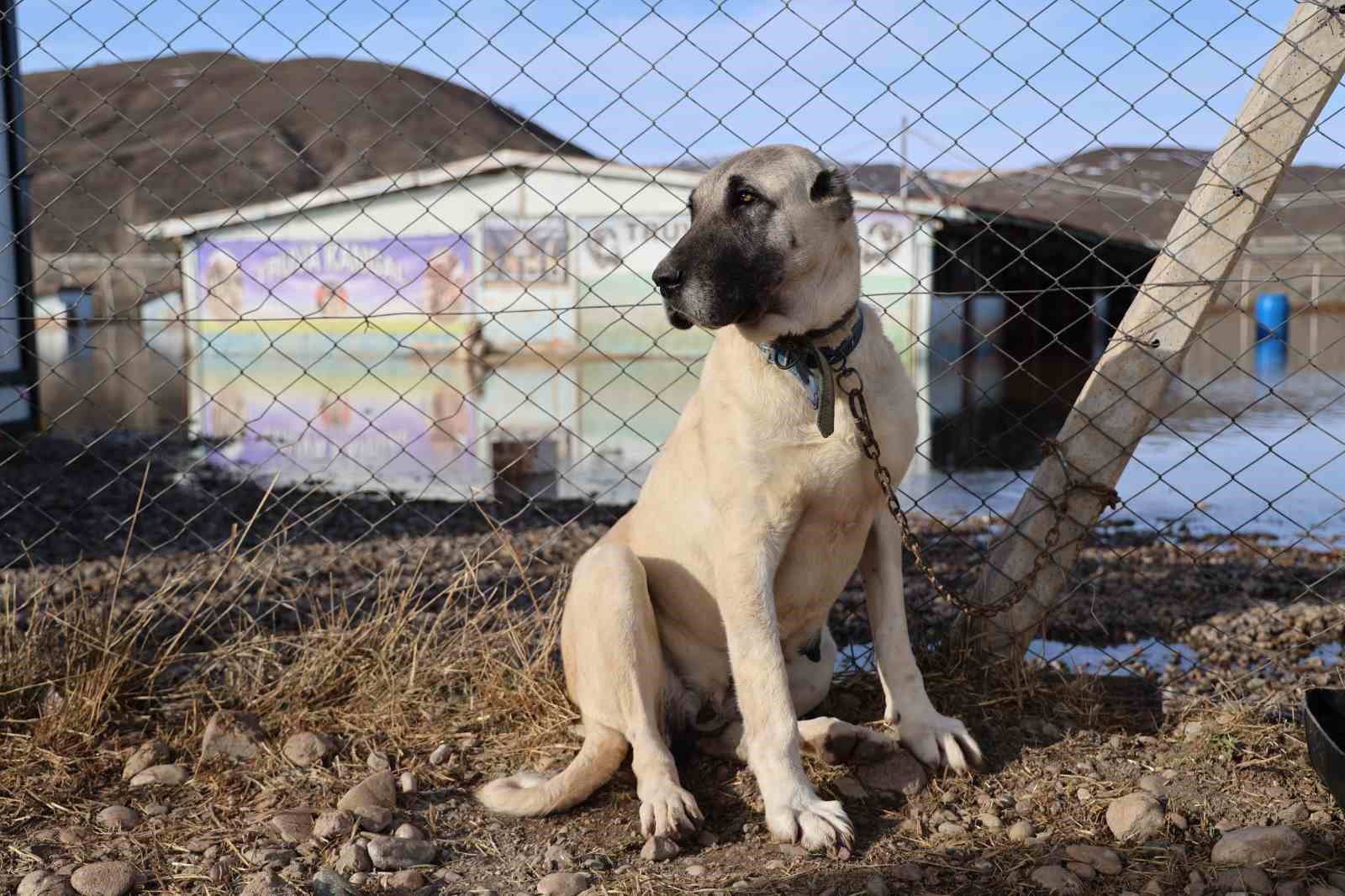 Sivas’ın dünyaca ünlü marka değeri Anadolu Aslanları su altında kaldı
