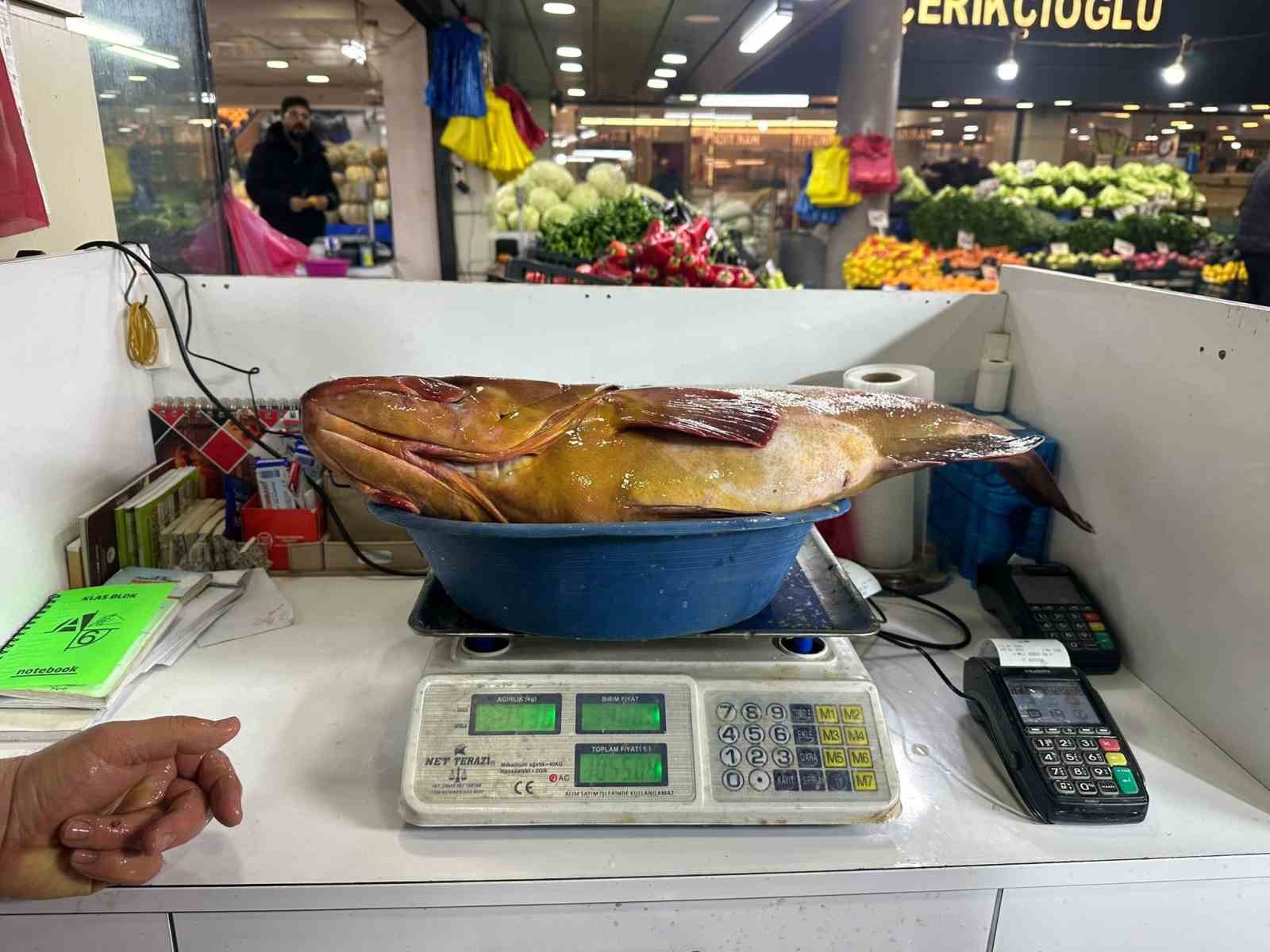 Sivas’ta 7.5 kiloluk orfoz balığı tezgahın ağası oldu
