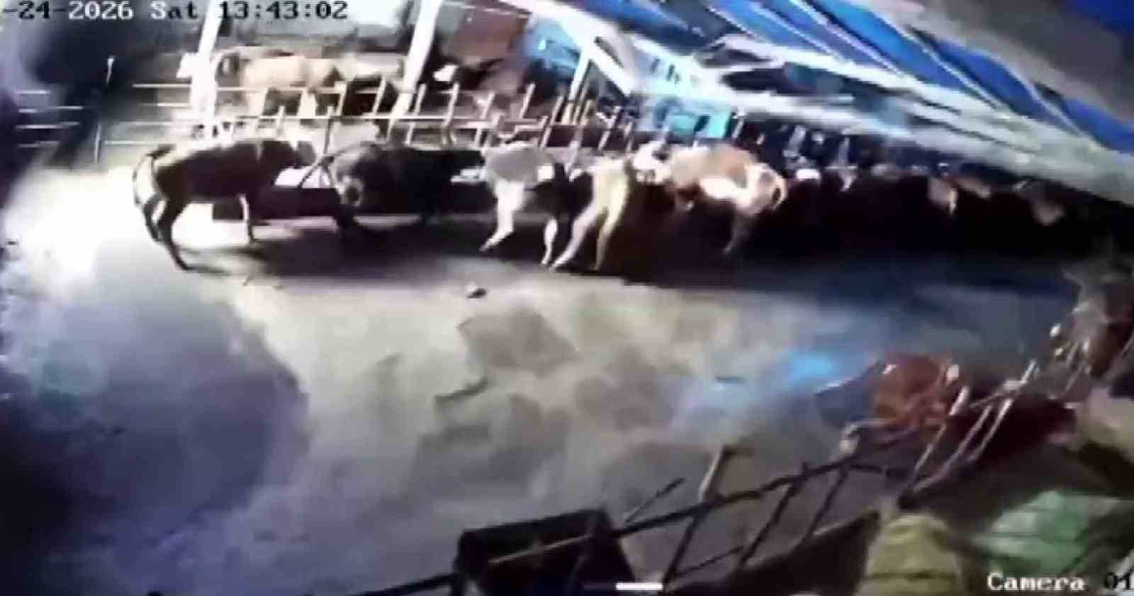 Sivas’ta ahır çöktü, o anlar güvenlik kamerasına yansıdı
