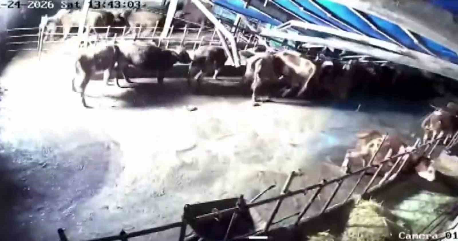 Sivas’ta ahır çöktü, o anlar güvenlik kamerasına yansıdı
