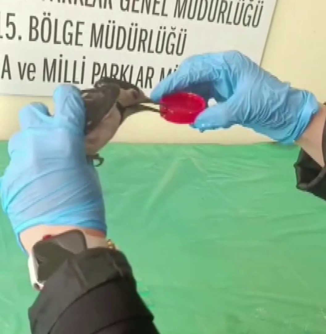 Sivas’ta bitkin halde bulunan ağaçkakan, tedavi edilip doğaya salındı
