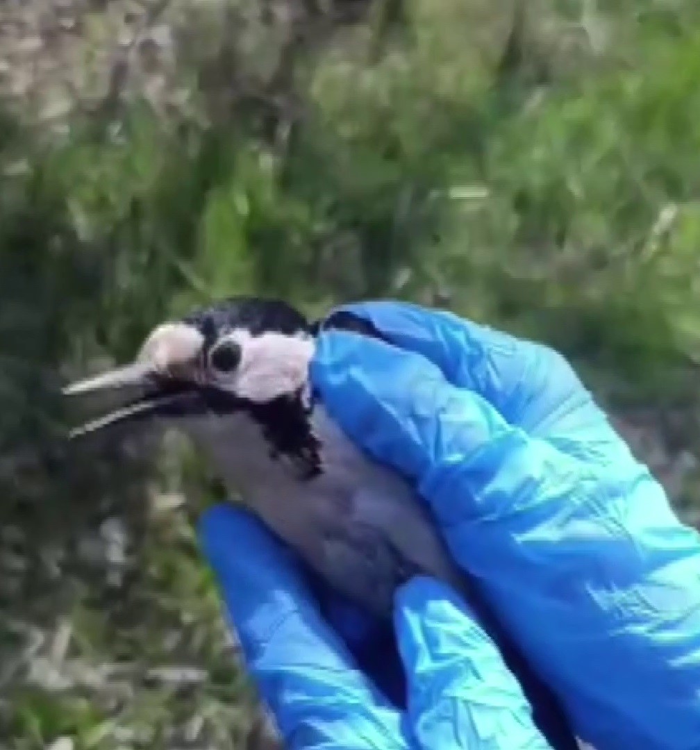 Sivas’ta bitkin halde bulunan ağaçkakan, tedavi edilip doğaya salındı
