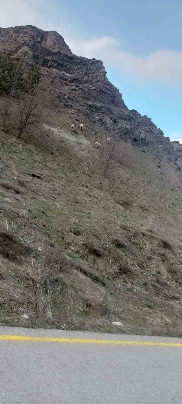 Sivas’ta dağ keçileri muhtarın cep telefonu kamerasına yakalandı
