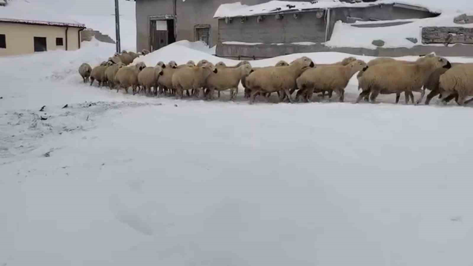 Sivas’ta kar kalınlığı yer yer 2 metreyi aştı, en çok hayvancılık yapanlar zorlandı
