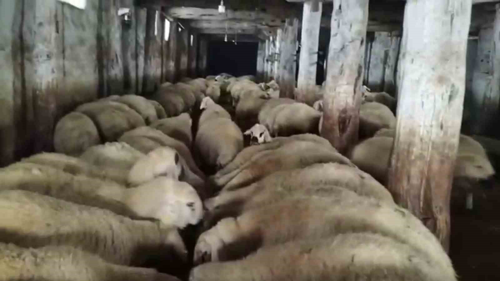 Sivas’ta kar kalınlığı yer yer 2 metreyi aştı, en çok hayvancılık yapanlar zorlandı
