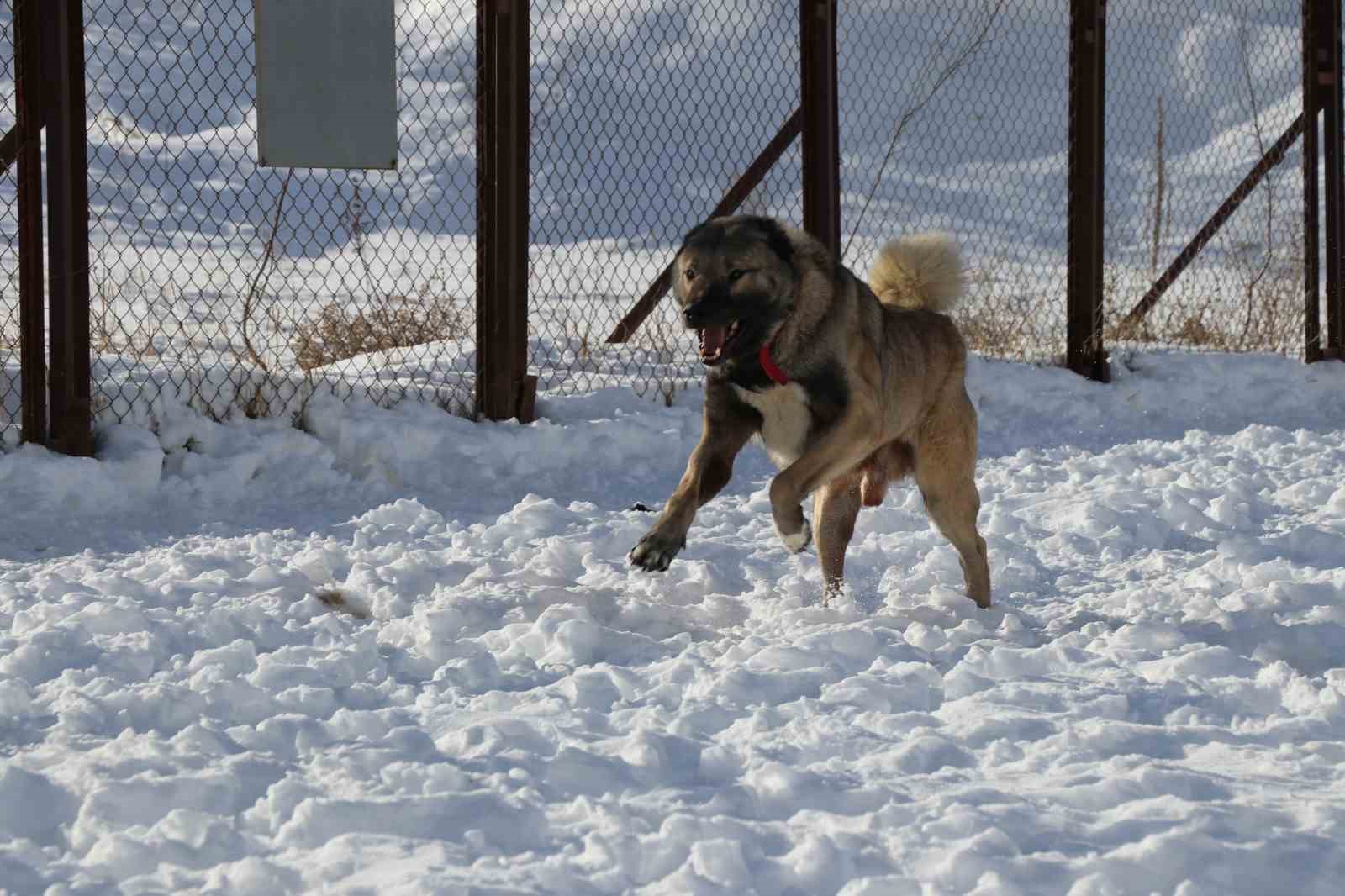 Sivas’ta kar yağdı, kangallar özüne döndü
