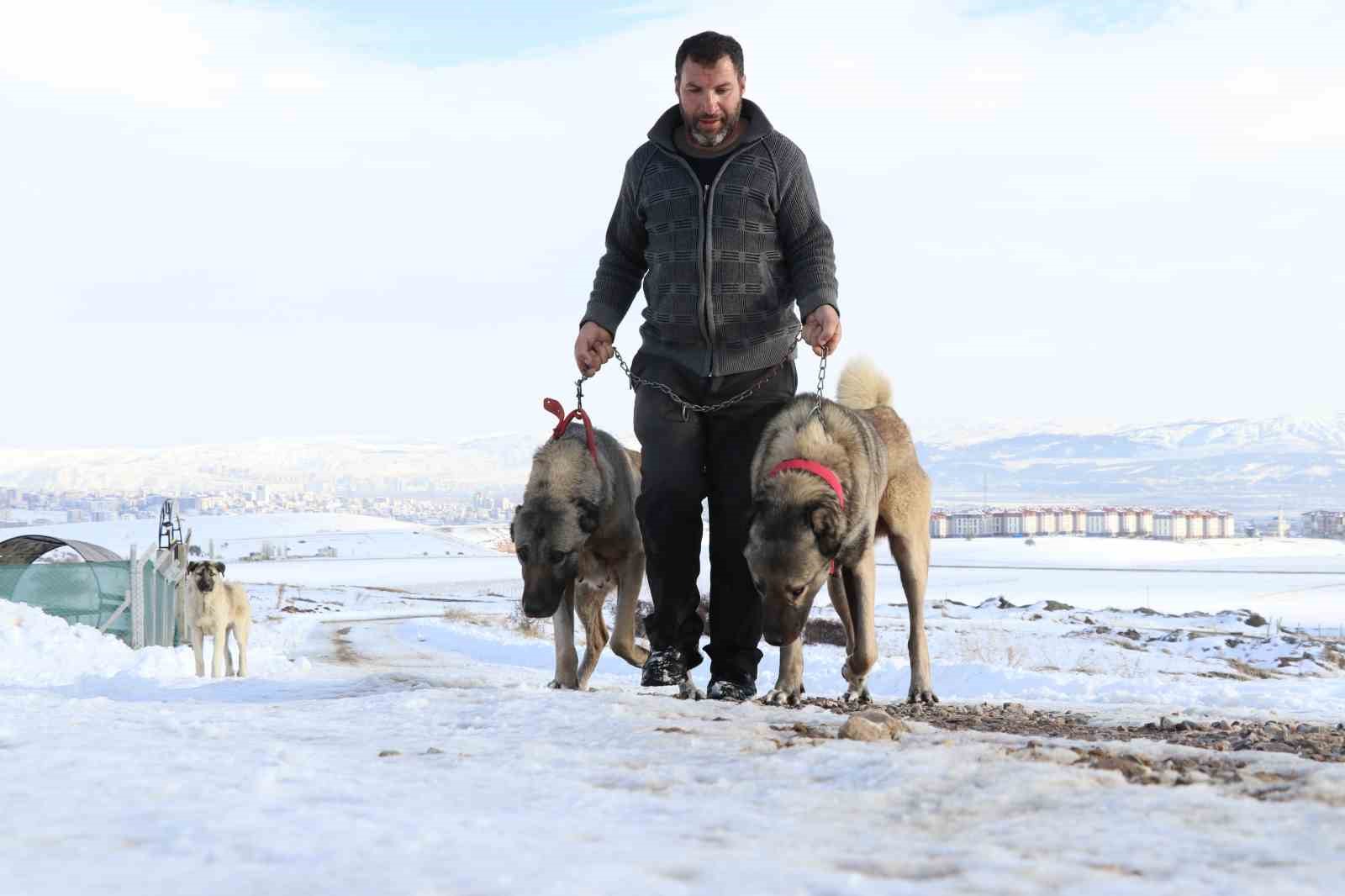 Sivas’ta kar yağdı, kangallar özüne döndü
