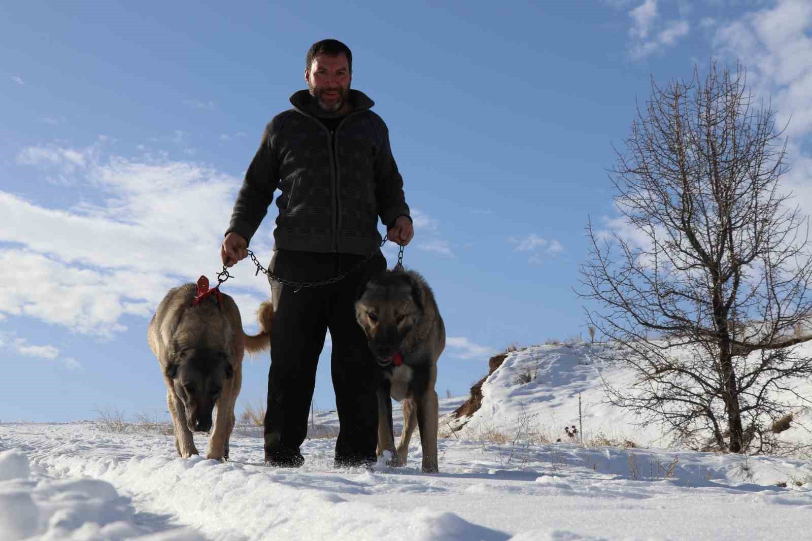 Sivas’ta kar yağdı, kangallar özüne döndü
