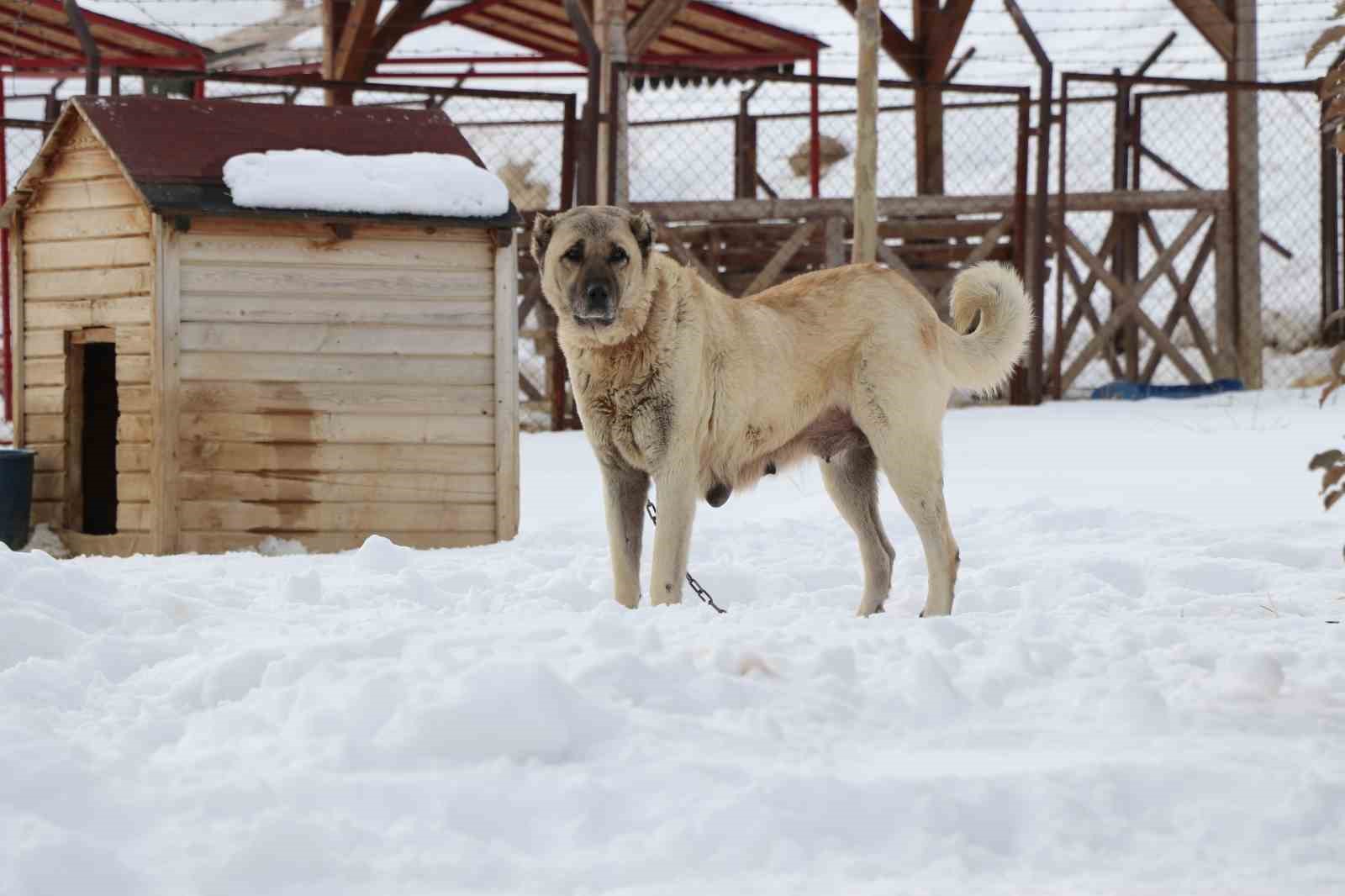 Sivas’ta kar yağdı, kangallar özüne döndü
