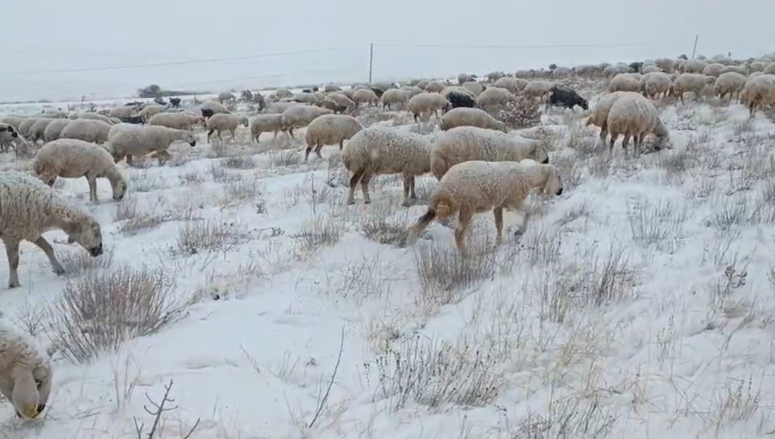 Sivas’ta koyunlar kar altında kaldı, çoban türküleriyle ile mest etti
