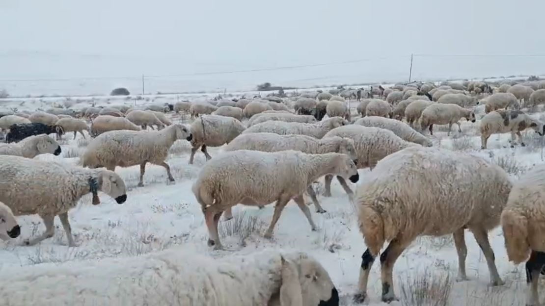Sivas’ta koyunlar kar altında kaldı, çoban türküleriyle ile mest etti
