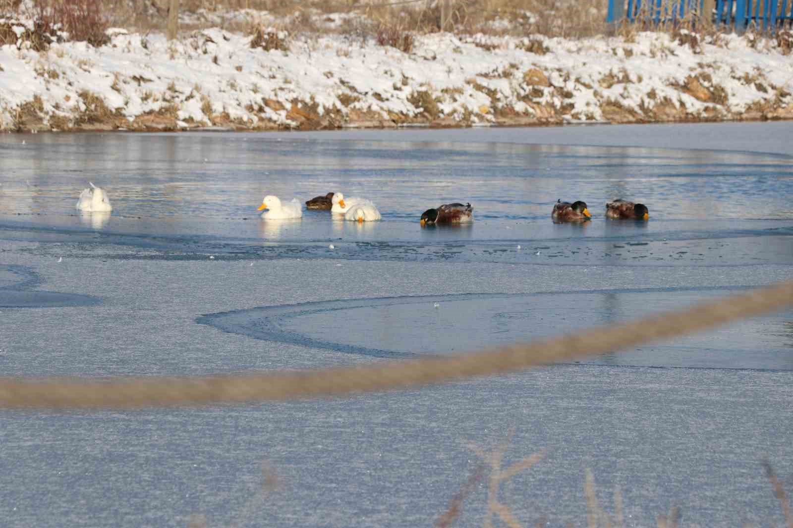 Sivas’ta soğuk hava etkisini gösterdi, ördeklerin olduğu gölet kısmen dondu
