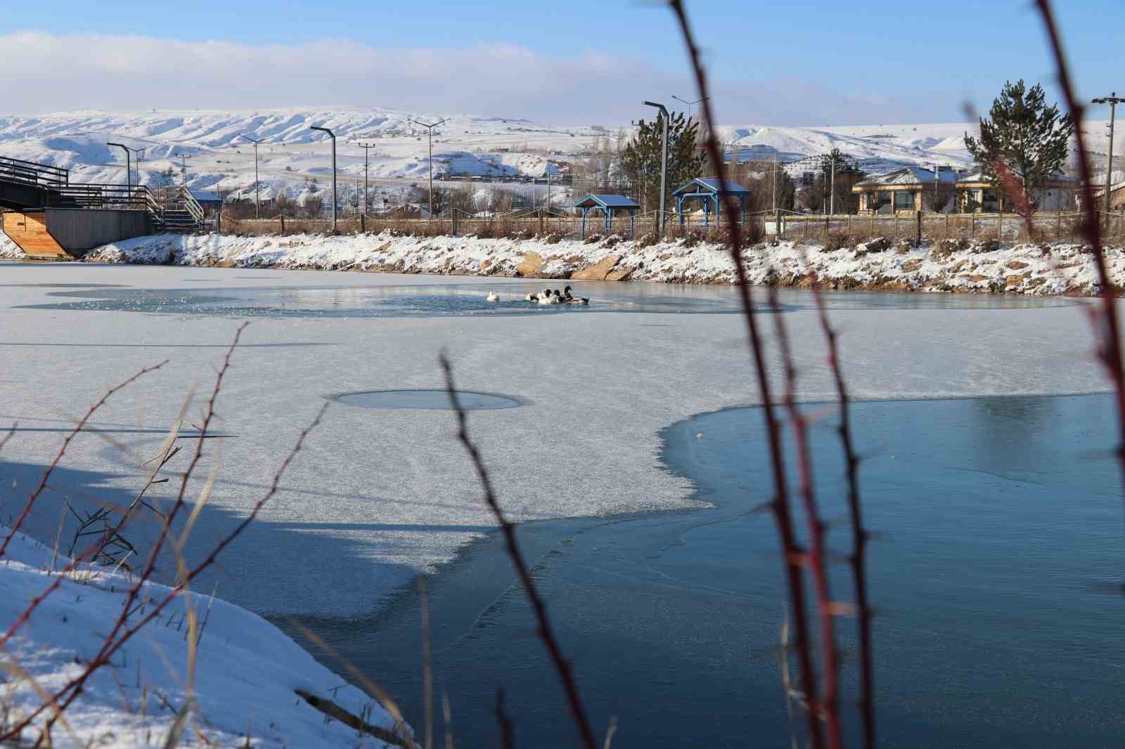 Sivas’ta soğuk hava etkisini gösterdi, ördeklerin olduğu gölet kısmen dondu
