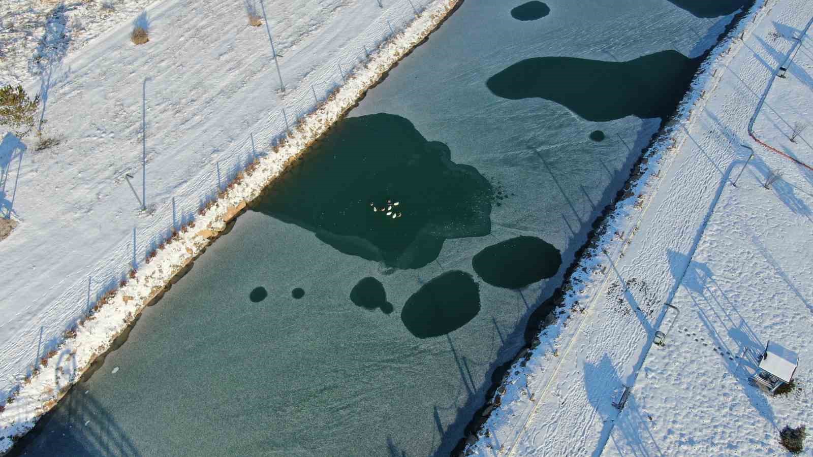 Sivas’ta soğuk hava etkisini gösterdi, ördeklerin olduğu gölet kısmen dondu
