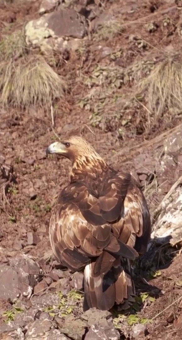 Sivas’taki vahşi yaşam, Milli Parklar kamerasına yansıdı

