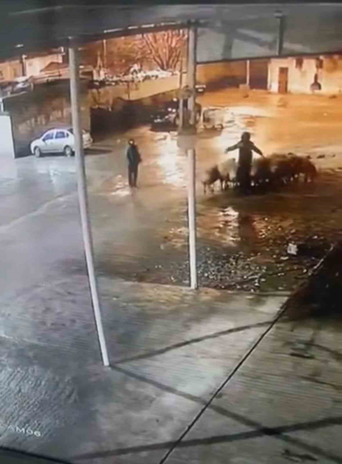 Siverek’te 19 koyun çalındı: Hırsızlık anı kamerada
