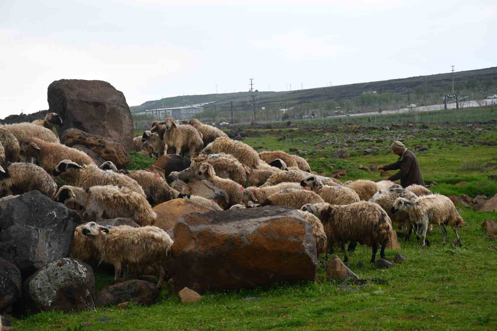 Siverek’te sağanak sonrası derede mahsur kalan çoban ve koyun sürüsü kurtarıldı
