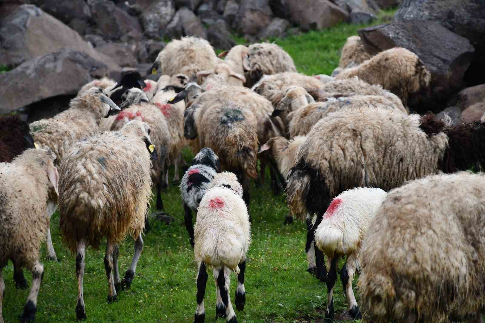 Siverek’te sağanak sonrası derede mahsur kalan çoban ve koyun sürüsü kurtarıldı
