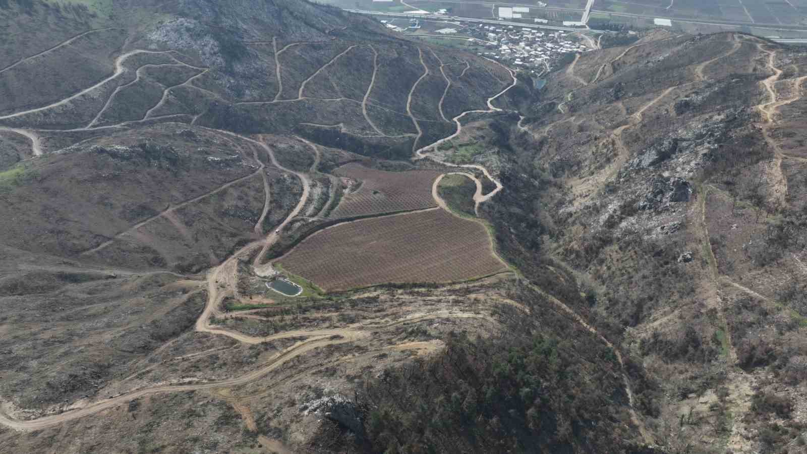 Siyahların ardında açan pembe şeftali çiçekleri
