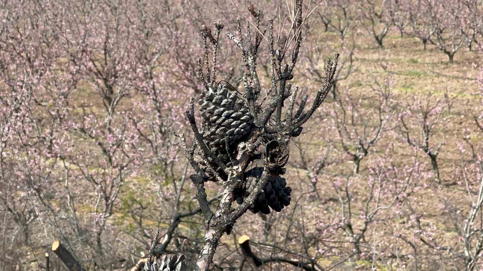 Siyahların ardında açan pembe şeftali çiçekleri
