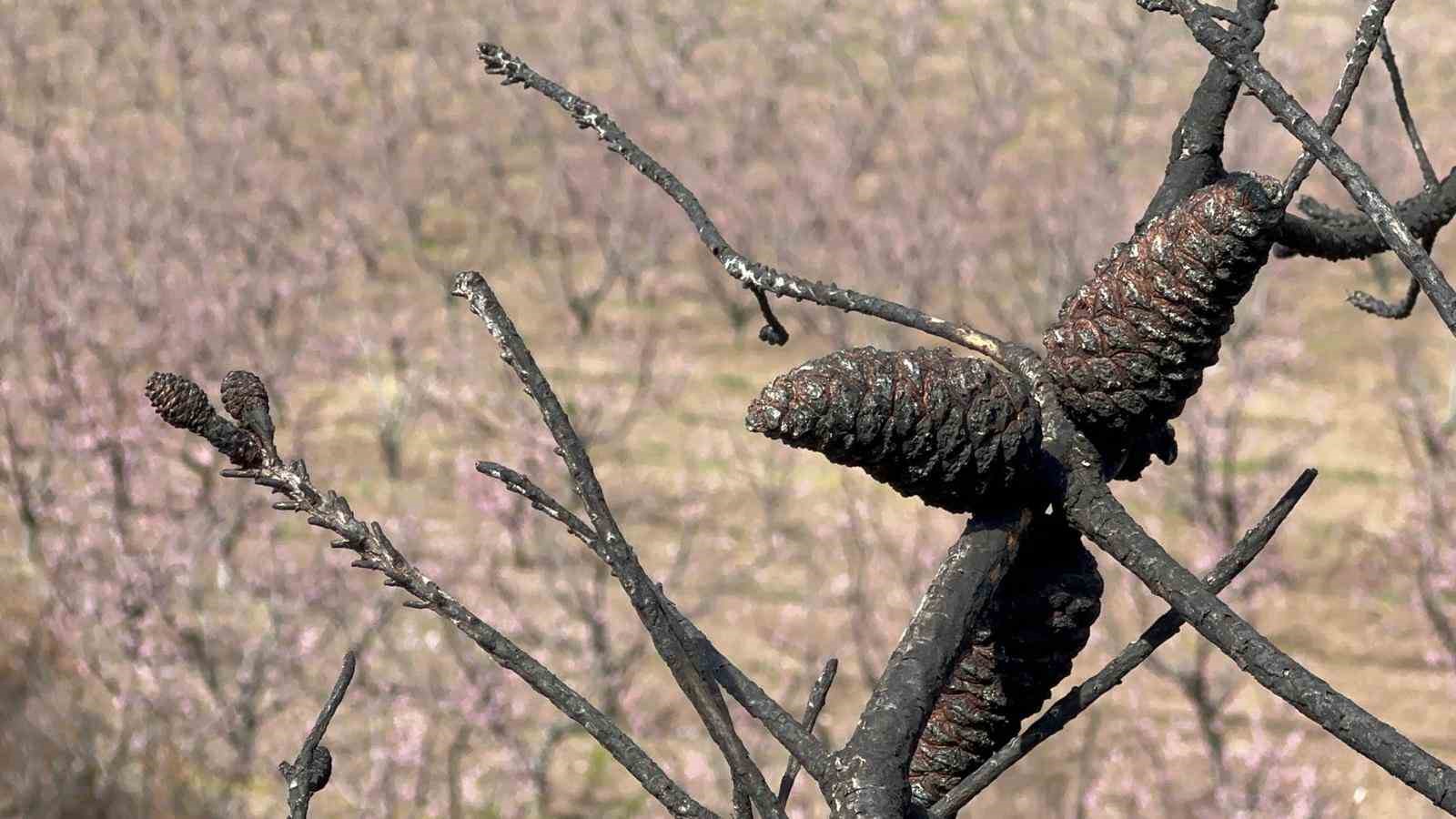 Siyahların ardında açan pembe şeftali çiçekleri
