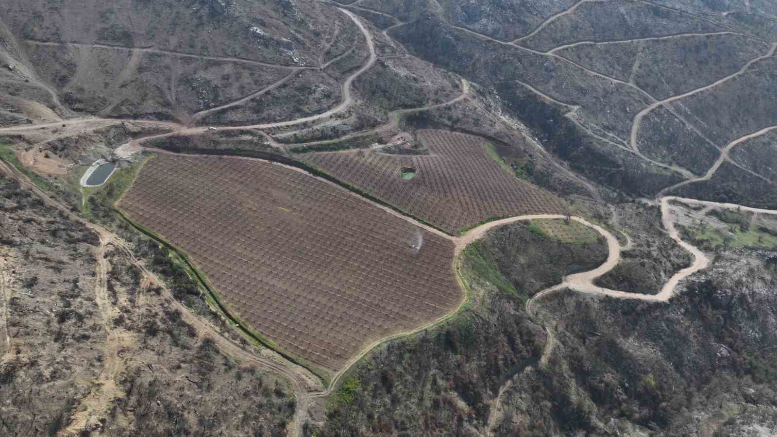 Siyahların ardında açan pembe şeftali çiçekleri
