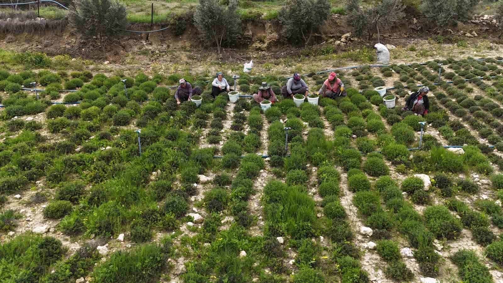 Sofraların vazgeçilmezi zahterde bereketli hasat
