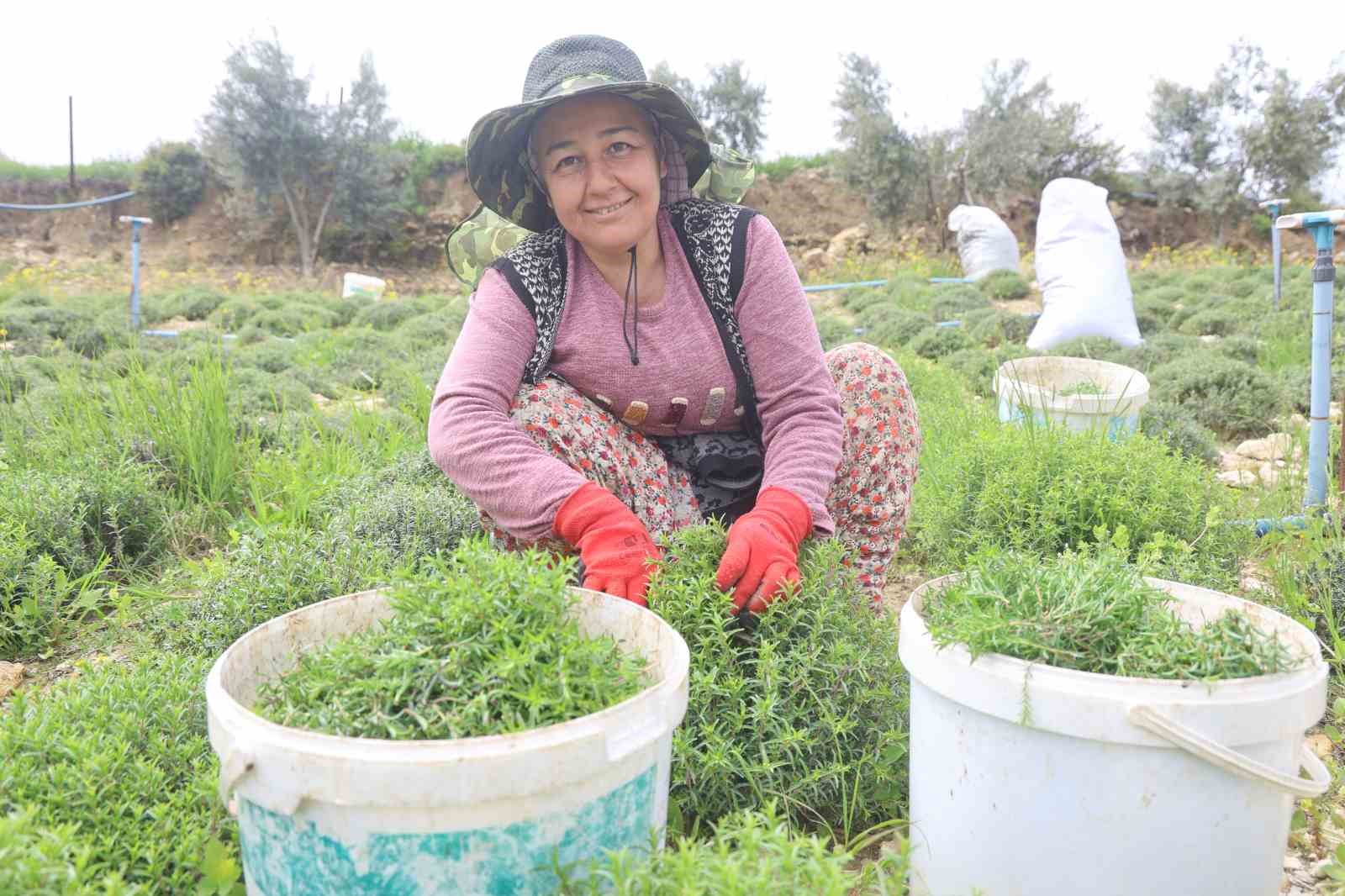 Sofraların vazgeçilmezi zahterde bereketli hasat
