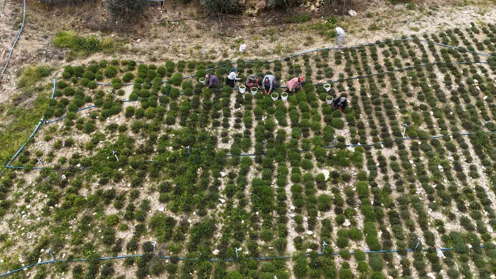 Sofraların vazgeçilmezi zahterde bereketli hasat
