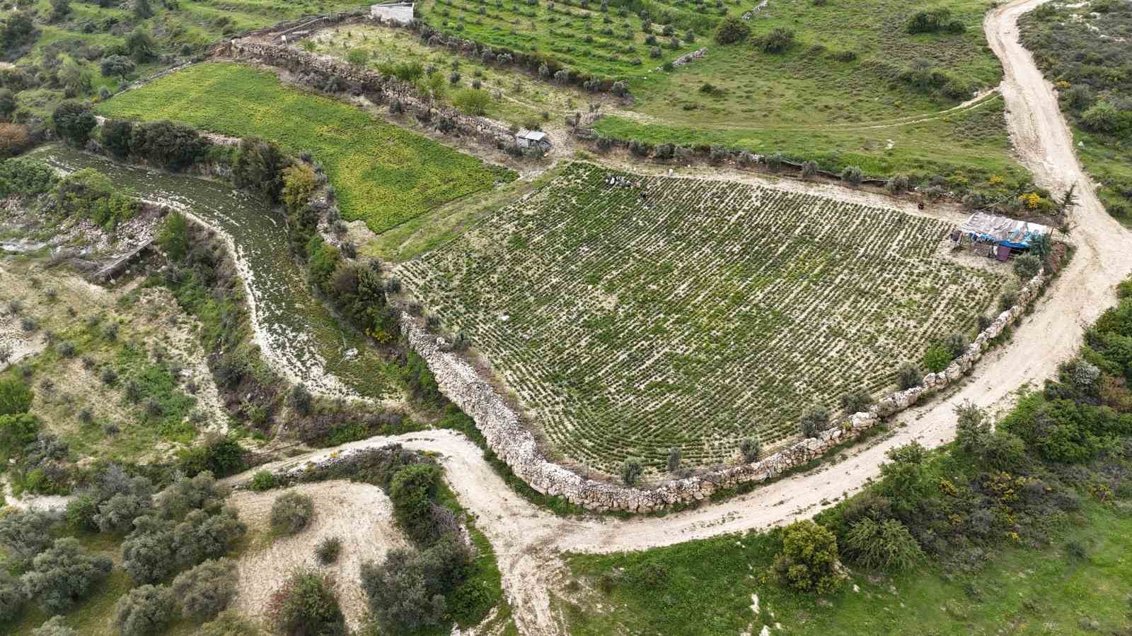 Sofraların vazgeçilmezi zahterde bereketli hasat
