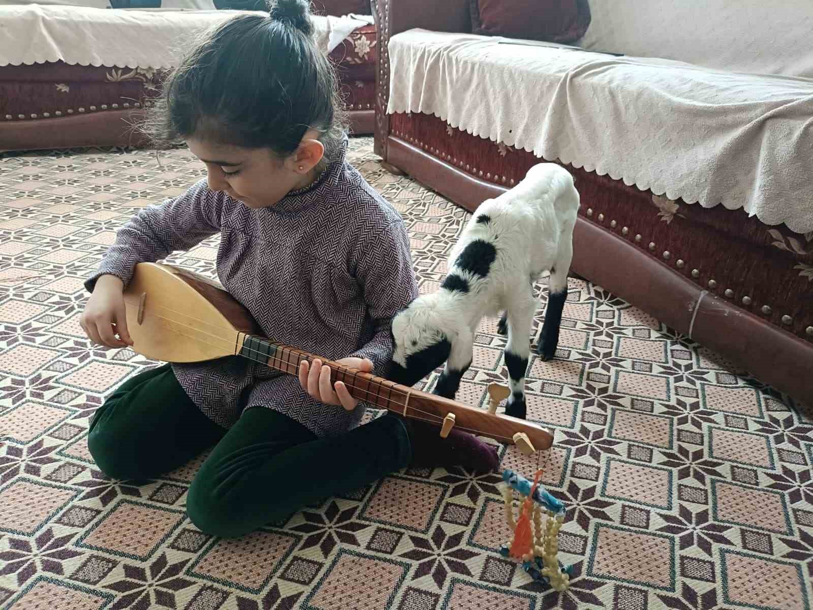 Soğuk hava kuzuları eve taşıdı: Elazığ’da yeni doğan kuzular biberonla besleniyor
