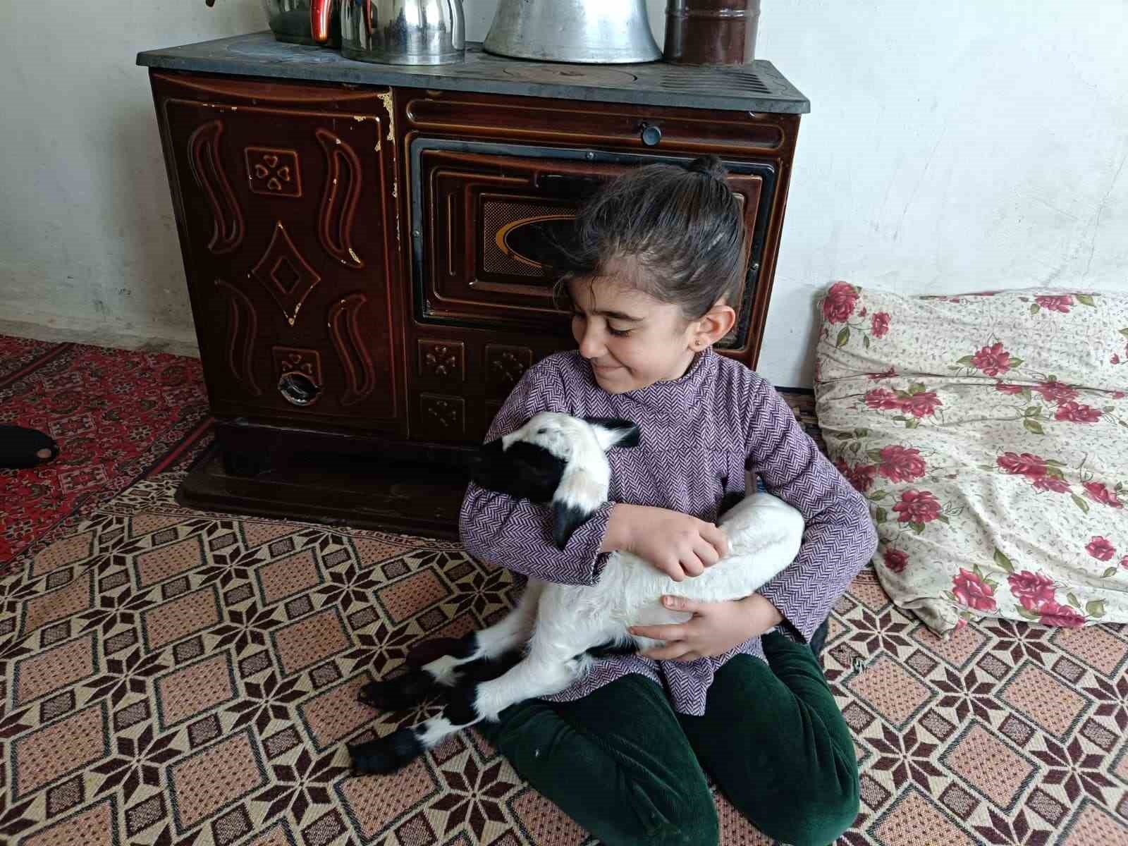 Soğuk hava kuzuları eve taşıdı: Elazığ’da yeni doğan kuzular biberonla besleniyor
