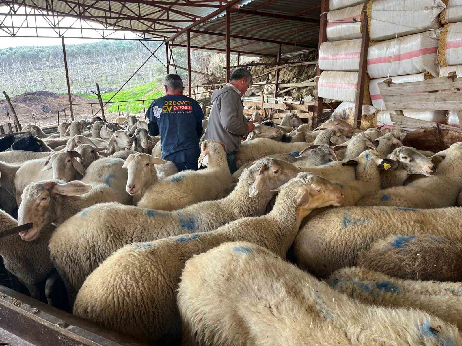 Soğuk havalarda gerçekleşen doğumun ardından üreticilerin yüzü güldü
