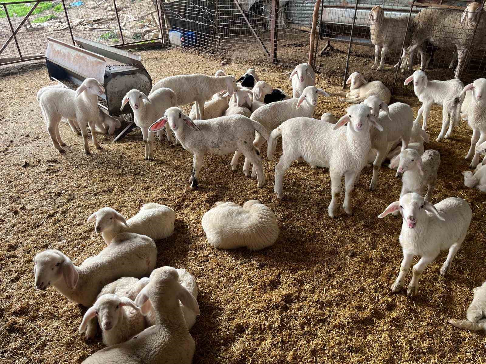 Soğuk havalarda gerçekleşen doğumun ardından üreticilerin yüzü güldü
