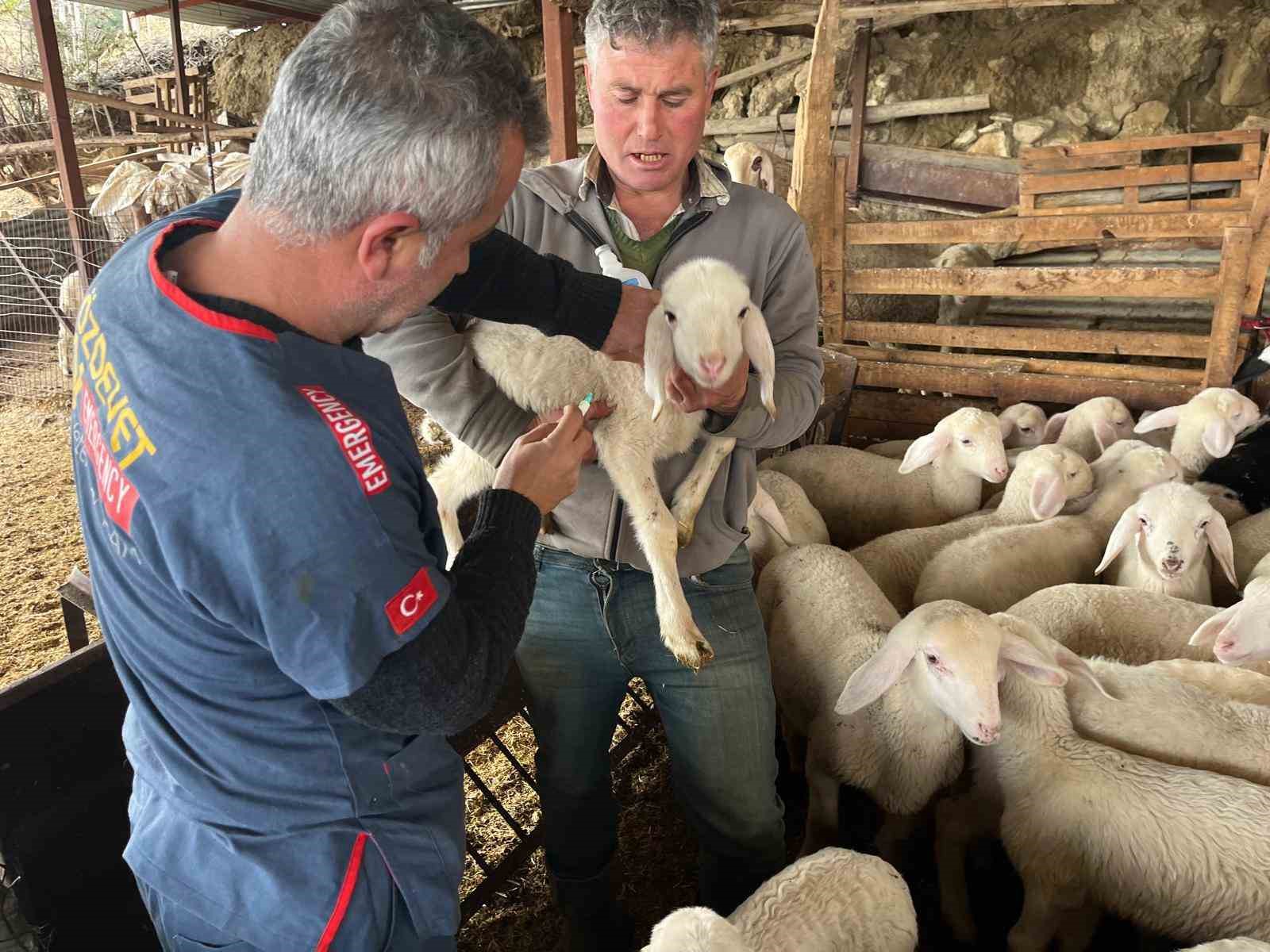 Soğuk havalarda gerçekleşen doğumun ardından üreticilerin yüzü güldü
