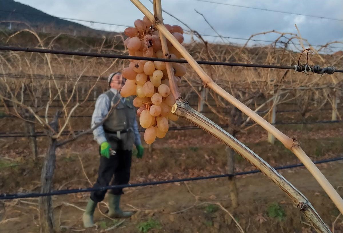 Soğukta budanan bağlardan işçilere tatlı sürpriz
