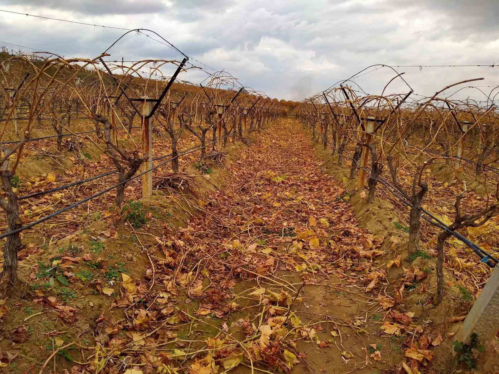 Soğukta budanan bağlardan işçilere tatlı sürpriz
