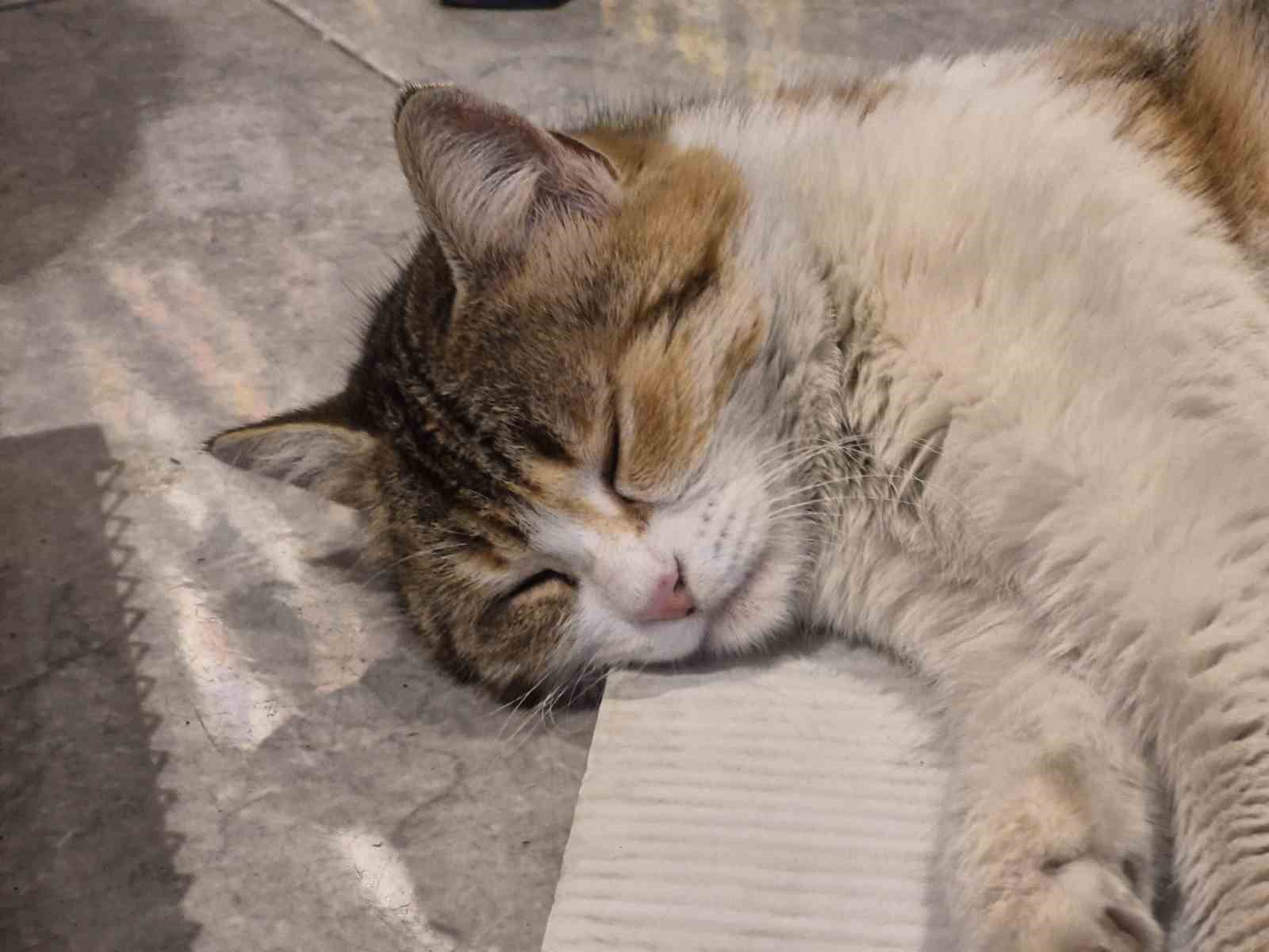 Soğuktan üşüyen kedi elektrikli ısıtıcının karşısında dinlendi
