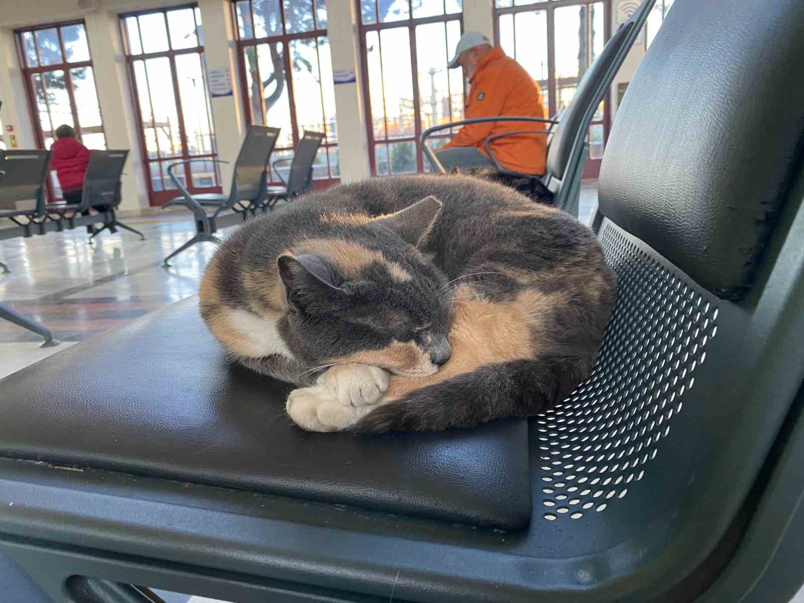 Soğuktan üşüyen sokak kedileri tren garına ısındı
