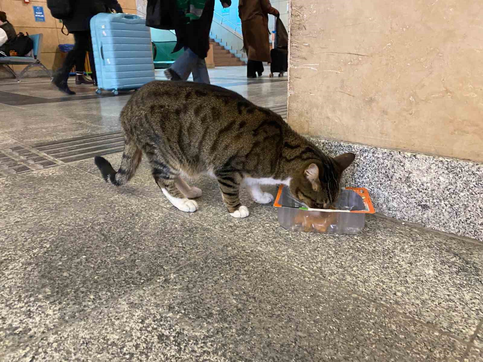 Soğuktan üşüyen sokak kedileri tren garına ısındı
