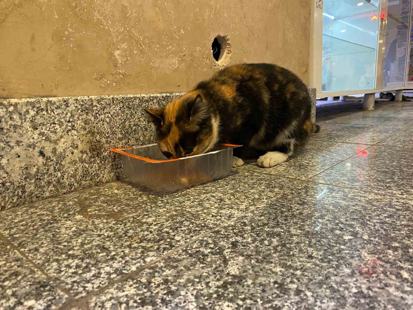 Soğuktan üşüyen sokak kedileri tren garına ısındı
