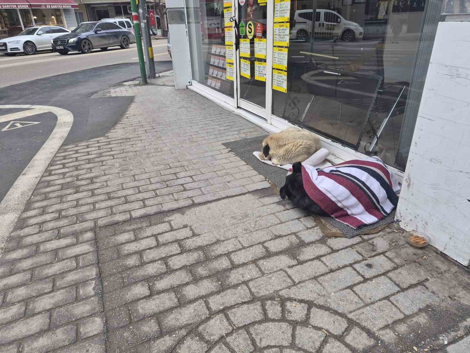 Soğuktan üşüyen sokak köpeği için çözümü üzerini örtmekte buldu
