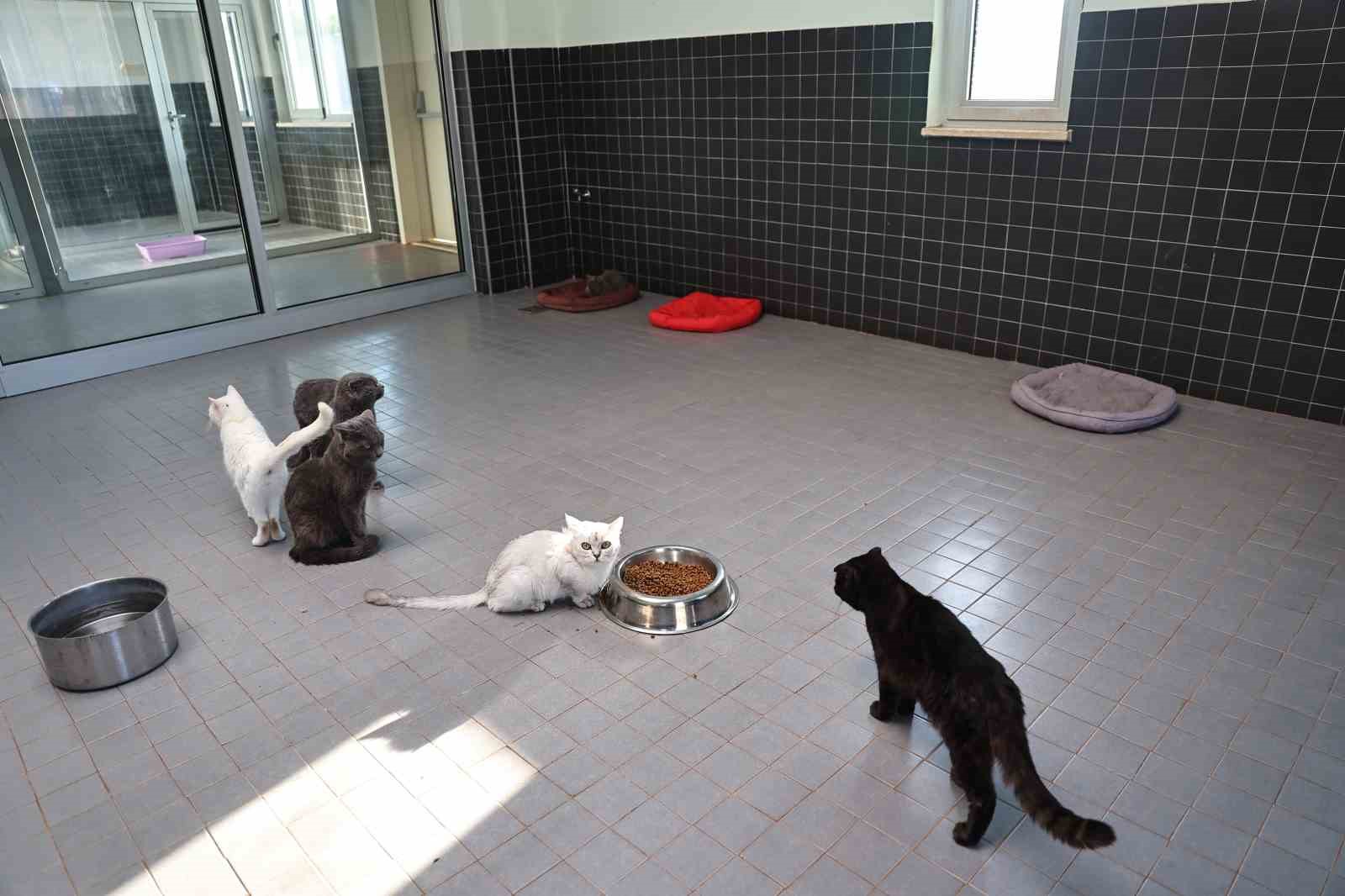 Sokak Hayvanları Geçici Bakımevi can dostlara yeni yuva yolu oluyor
Sokak Hayvanları Geçici Bakımevi can dostlara yeni yuva yolu oluyor