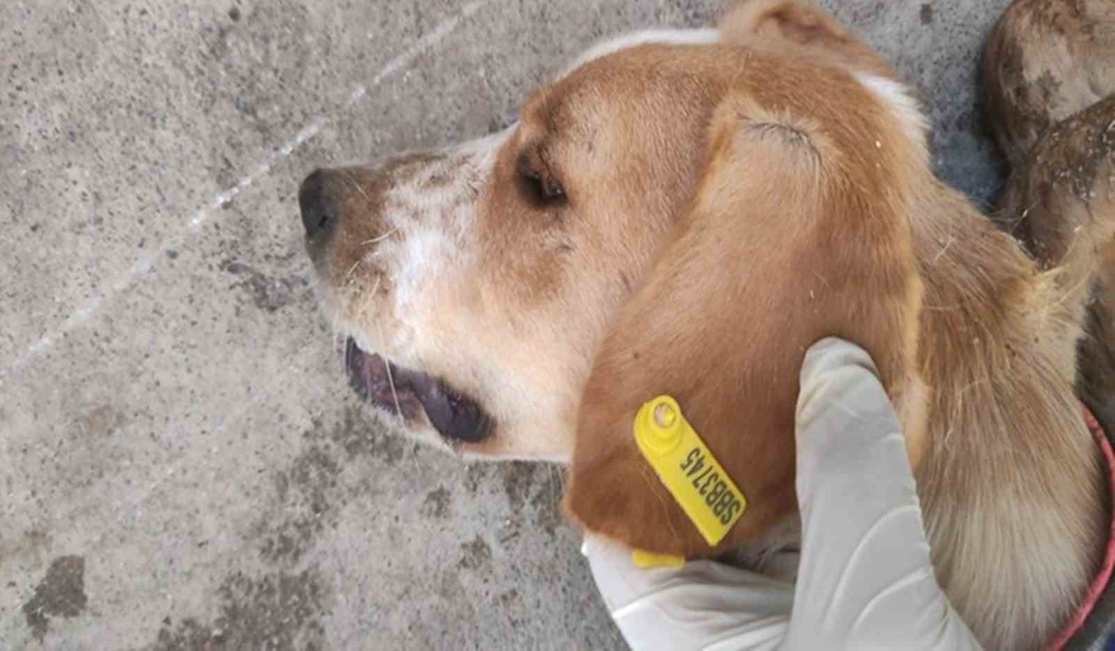 Sokak hayvanlarının kısırlaştırılmasına 7,7 milyon TL ödenek
