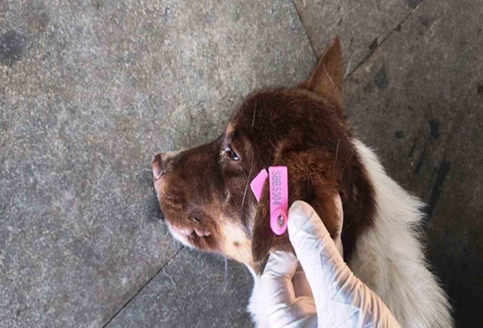 Sokak hayvanlarının kısırlaştırılmasına 7,7 milyon TL ödenek
