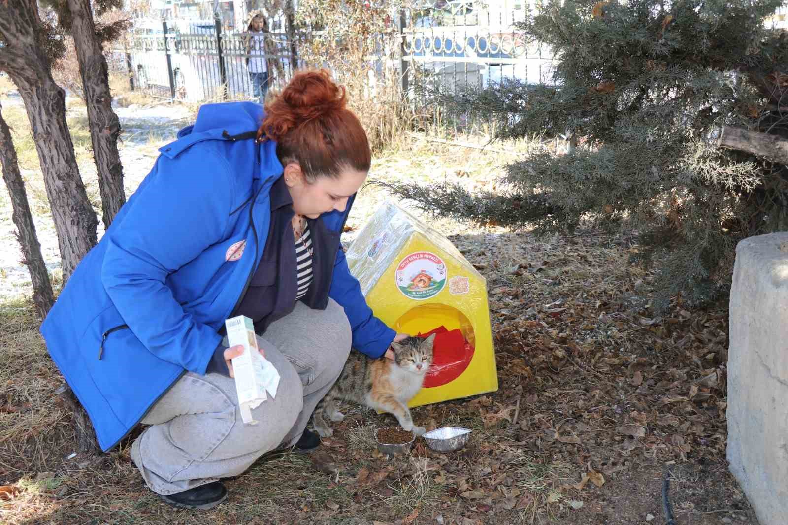 Sokak kedileri unutulmadı
